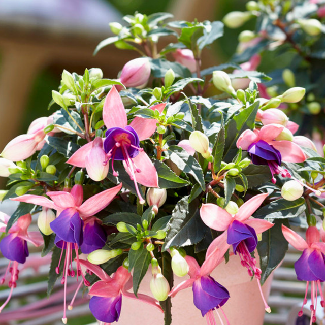 Set of 3 or 6 Large, Garden Ready Plants - Fuchsia Bella Mariska (Light Pink & Purple) - Frankton's
