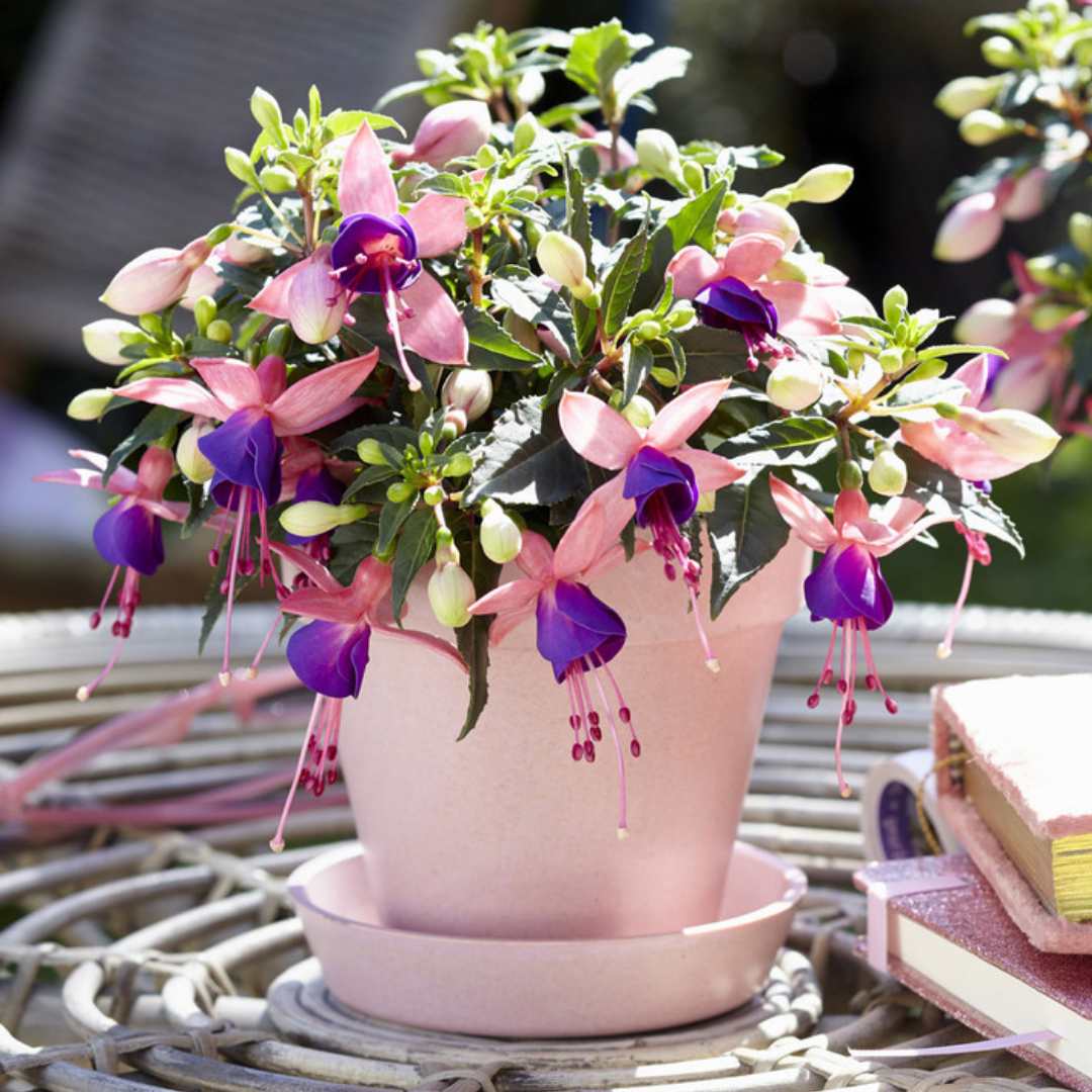 Set of 3 or 6 Large, Garden Ready Plants - Fuchsia Bella Mariska (Light Pink & Purple) - Frankton's