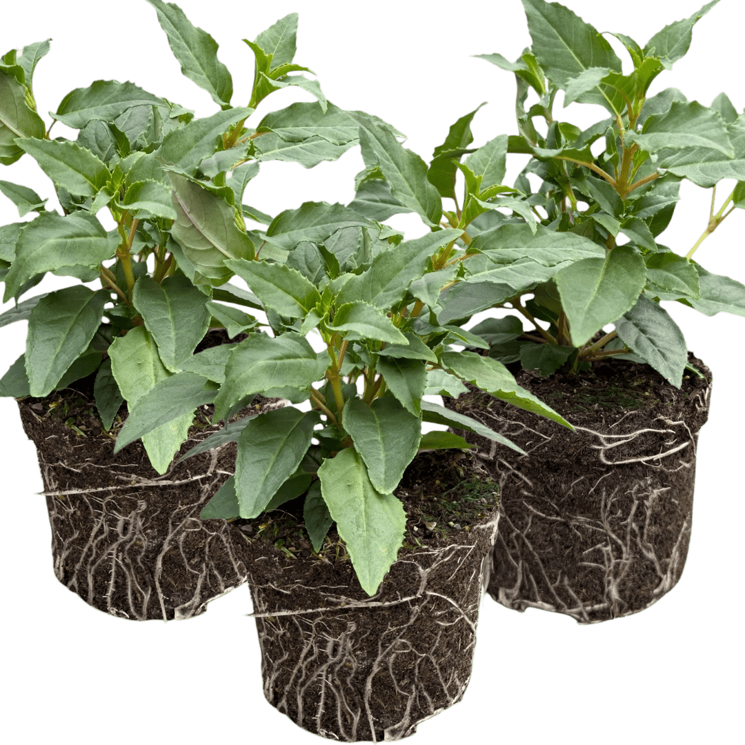 Set of 3 or 6 Large, Garden Ready Plants - Fuchsia Bella Mariska (Light Pink & Purple) - Frankton's