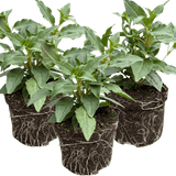 Set of 3 or 6 Large, Garden Ready Plants - Fuchsia Bella Mariska (Light Pink & Purple) - Frankton's