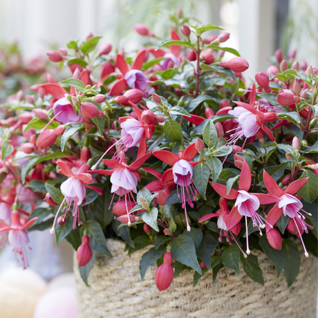 Set of 3 or 6 Large, Garden Ready Plants - Fuchsia Bella Nikita (Rose & Purple) - Frankton's