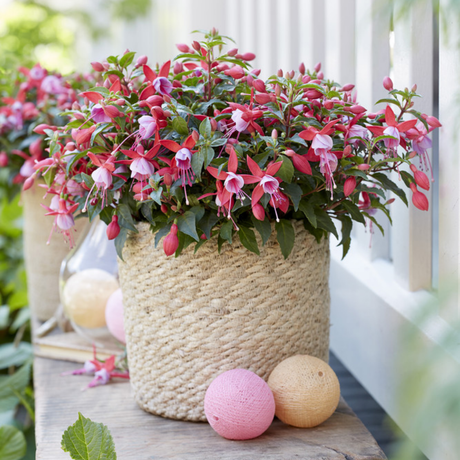 Set of 3 or 6 Large, Garden Ready Plants - Fuchsia Bella Nikita (Rose & Purple) - Frankton's