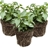 Set of 3 or 6 Large, Garden Ready Plants - Fuchsia Bella Nikita (Rose & Purple) - Frankton's