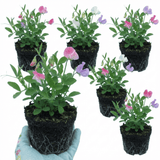 Set of 3 or 6 Large, Garden Ready Plants - Sweet Pea Cupid Mix, 10.5 cm Rootballs - Frankton's