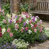 Set of 3 or 6 Large, Garden Ready Plants - Sweet Pea Cupid Mix, 10.5 cm Rootballs - Frankton's