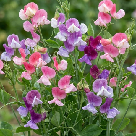 Set of 3 or 6 Large, Garden Ready Plants - Sweet Pea Cupid Mix, 10.5 cm Rootballs - Frankton's