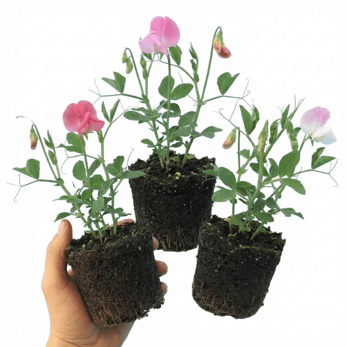 Set of 3 or 6 Large, Garden Ready Plants - Sweet Pea Cupid Mix, 10.5 cm Rootballs - Frankton's