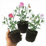 Set of 3 or 6 Large, Garden Ready Plants - Sweet Pea Cupid Mix, 10.5 cm Rootballs - Frankton's