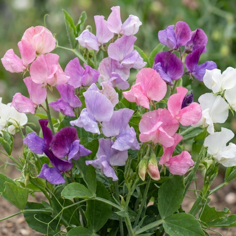 Set of 3 or 6 Large, Garden Ready Plants - Sweet Pea Cupid Mix, 10.5 cm Rootballs - Frankton's