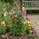 Set of 3 or 6 Large, Garden Ready Plants - Sweet Pea Growers Colour Mix, 10.5 cm - Frankton's