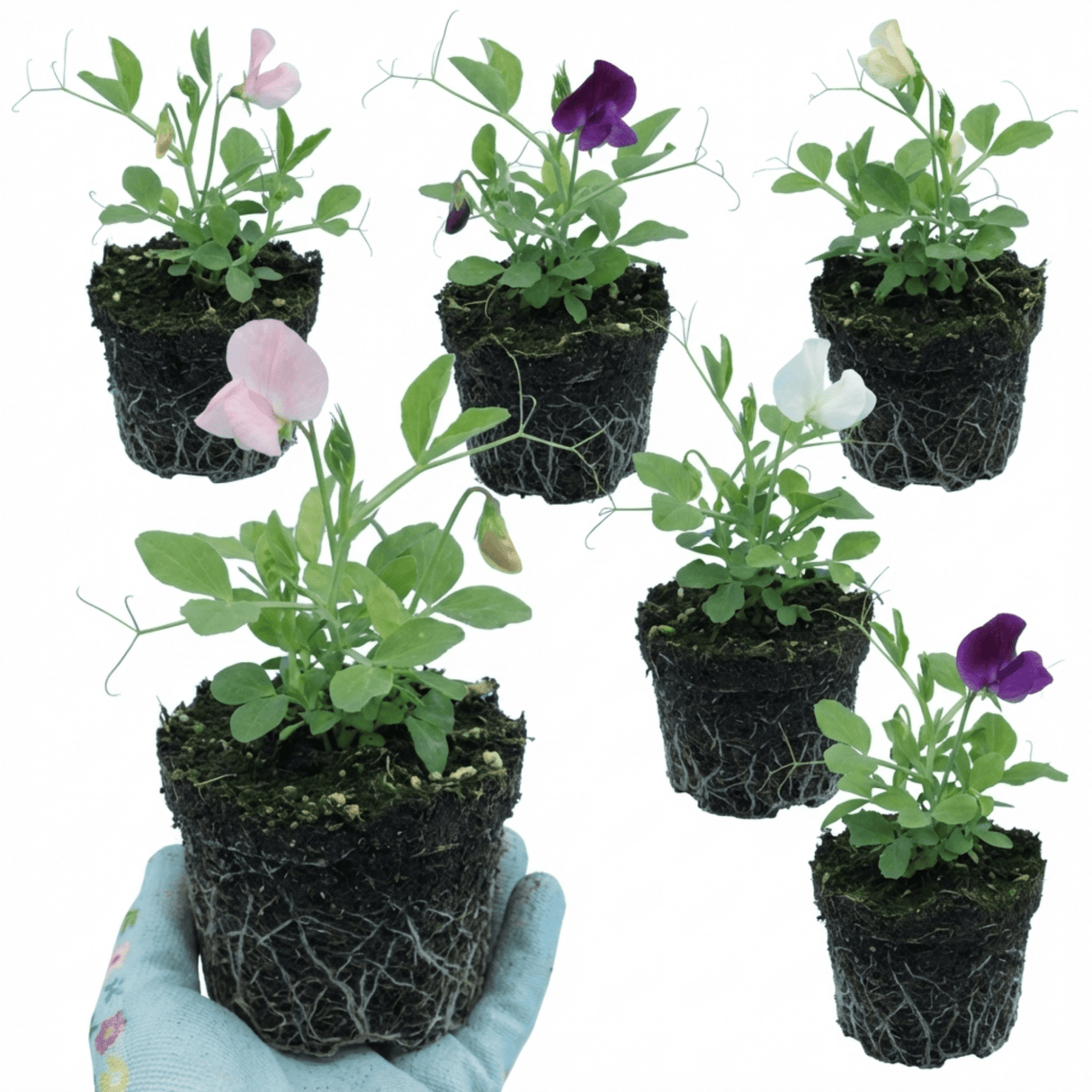 Set of 3 or 6 Large, Garden Ready Plants - Sweet Pea Growers Colour Mix, 10.5 cm - Frankton's