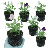 Set of 3 or 6 Large, Garden Ready Plants - Sweet Pea Growers Colour Mix, 10.5 cm - Frankton's