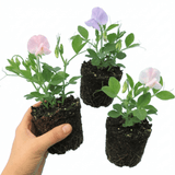 Set of 3 or 6 Large, Garden Ready Plants - Sweet Pea Growers Colour Mix, 10.5 cm - Frankton's