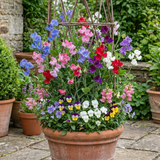 Set of 3 or 6 Large, Garden Ready Plants - Sweet Pea Growers Colour Mix, 10.5 cm - Frankton's