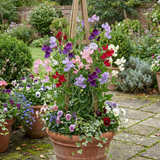 Set of 3 or 6 Large, Garden Ready Plants - Sweet Pea Growers Colour Mix, 10.5 cm - Frankton's
