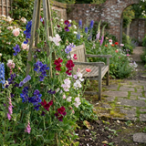Set of 3 or 6 Large, Garden Ready Plants - Sweet Pea Growers Colour Mix, 10.5 cm - Frankton's