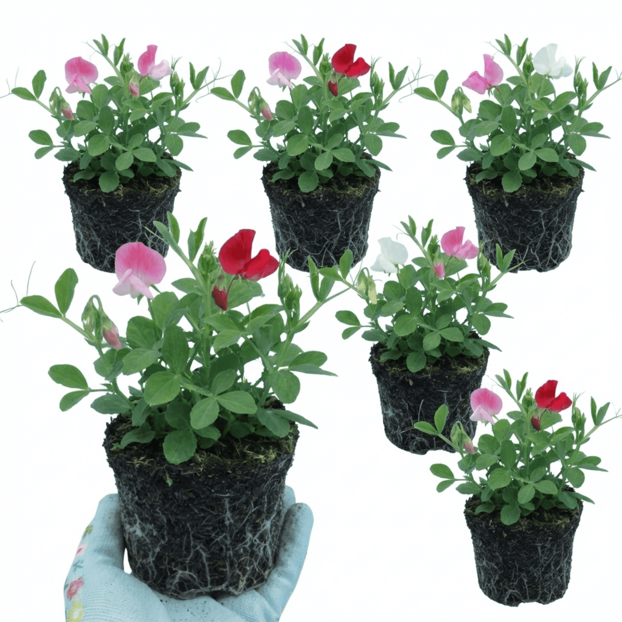 Set of 3 or 6 Large, Garden Ready Plants - Sweet Pea Little Sweetheart Mix, 10.5 cm - Frankton's