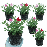 Set of 3 or 6 Large, Garden Ready Plants - Sweet Pea Little Sweetheart Mix, 10.5 cm - Frankton's