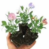 Set of 3 or 6 Large, Garden Ready Plants - Sweet Pea Little Sweetheart Mix, 10.5 cm - Frankton's