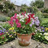 Set of 3 or 6 Large, Garden Ready Plants - Sweet Pea Little Sweetheart Mix, 10.5 cm - Frankton's