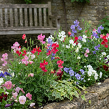 Set of 3 or 6 Large, Garden Ready Plants - Sweet Pea Little Sweetheart Mix, 10.5 cm - Frankton's