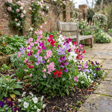 Set of 3 or 6 Large, Garden Ready Plants - Sweet Pea Little Sweetheart Mix, 10.5 cm - Frankton's