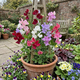 Set of 3 or 6 Large, Garden Ready Plants - Sweet Pea Mammoth Mix, 10.5 cm Rootballs - Frankton's