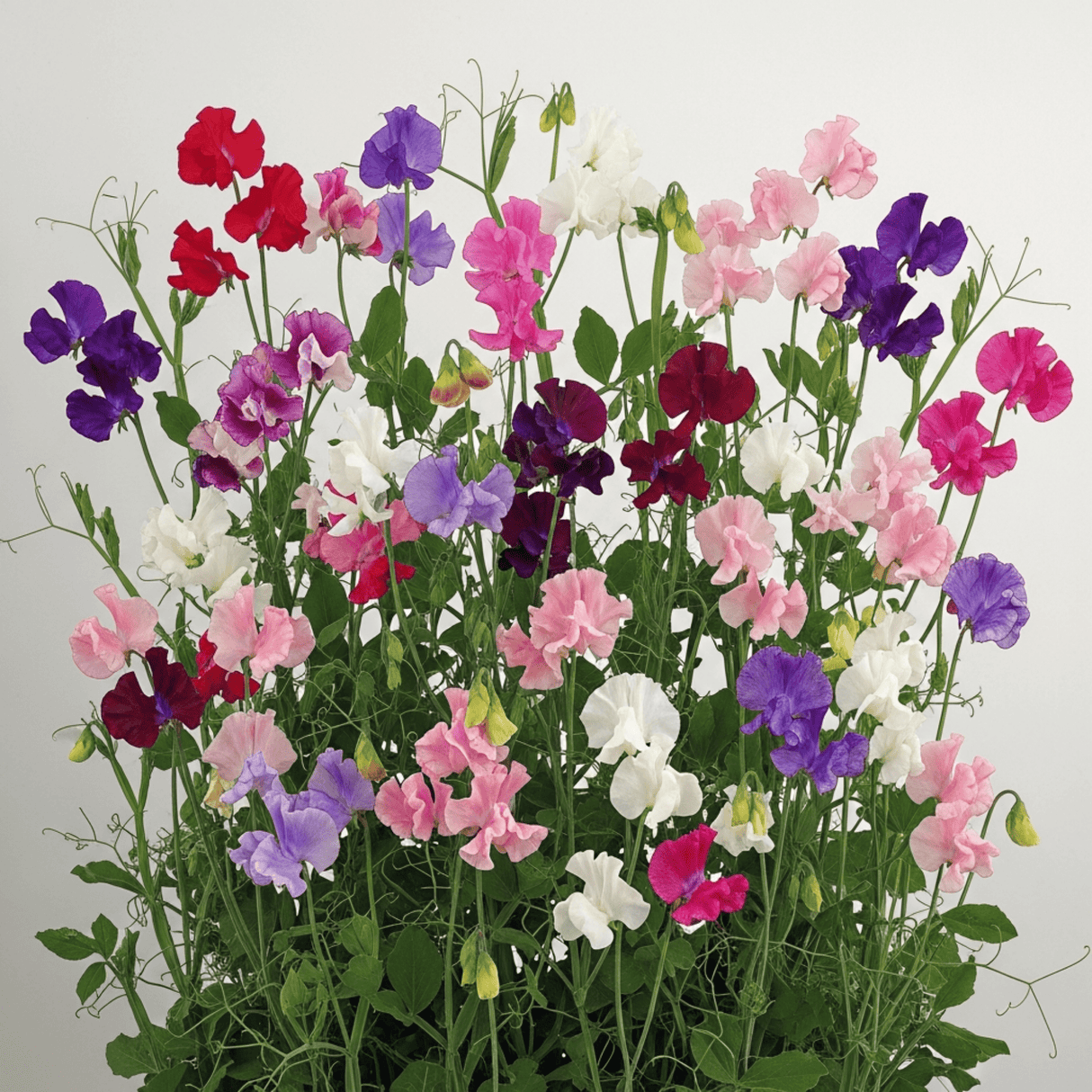 Set of 3 or 6 Large, Garden Ready Plants - Sweet Pea Mammoth Mix, 10.5 cm Rootballs - Frankton's