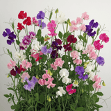 Set of 3 or 6 Large, Garden Ready Plants - Sweet Pea Mammoth Mix, 10.5 cm Rootballs - Frankton's