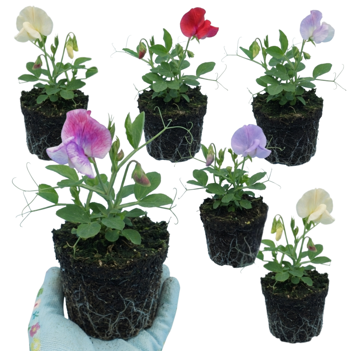 Set of 3 or 6 Large, Garden Ready Plants - Sweet Pea Mammoth Mix, 10.5 cm Rootballs - Frankton's