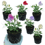 Set of 3 or 6 Large, Garden Ready Plants - Sweet Pea Mammoth Mix, 10.5 cm Rootballs - Frankton's