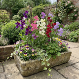 Set of 3 or 6 Large, Garden Ready Plants - Sweet Pea Mammoth Mix, 10.5 cm Rootballs - Frankton's
