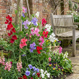 Set of 3 or 6 Large, Garden Ready Plants - Sweet Pea Mammoth Mix, 10.5 cm Rootballs - Frankton's