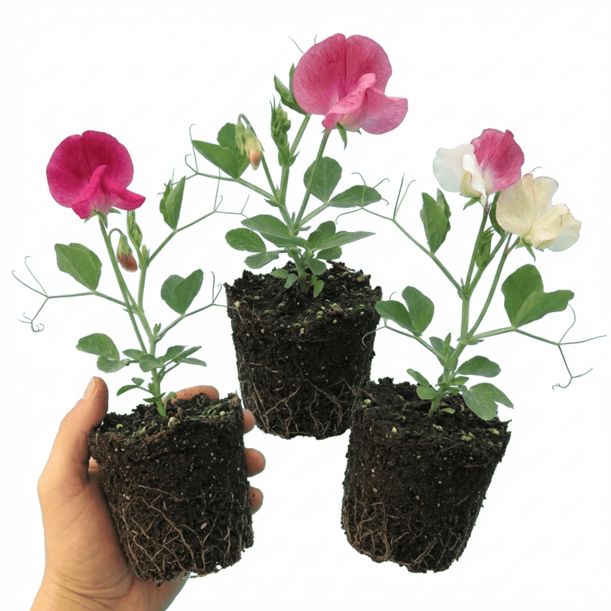 Set of 3 or 6 Large, Garden Ready Plants - Sweet Pea Mammoth Mix, 10.5 cm Rootballs - Frankton's