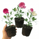 Set of 3 or 6 Large, Garden Ready Plants - Sweet Pea Mammoth Mix, 10.5 cm Rootballs - Frankton's