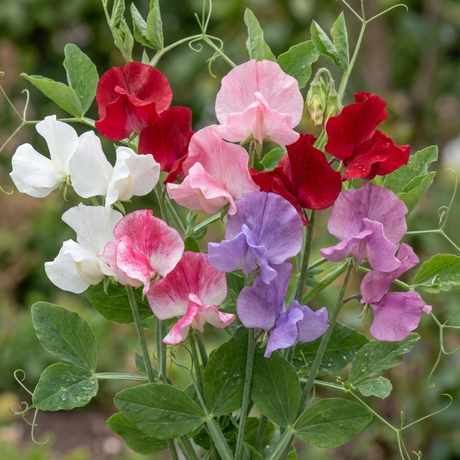 Set of 3 or 6 Large, Garden Ready Plants - Sweet Pea Spencer Mix, 10.5 cm Rootballs - Frankton's