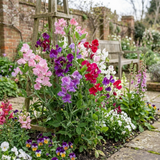 Set of 3 or 6 Large, Garden Ready Plants - Sweet Pea Spencer Mix, 10.5 cm Rootballs - Frankton's