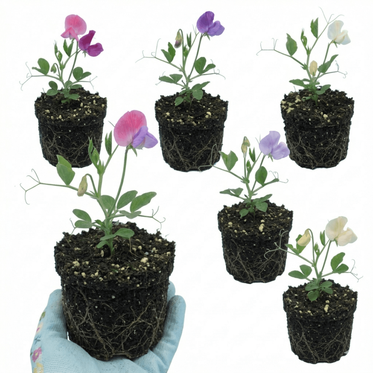 Set of 3 or 6 Large, Garden Ready Plants - Sweet Pea Spencer Mix, 10.5 cm Rootballs - Frankton's