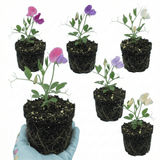 Set of 3 or 6 Large, Garden Ready Plants - Sweet Pea Spencer Mix, 10.5 cm Rootballs - Frankton's