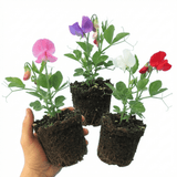 Set of 3 or 6 Large, Garden Ready Plants - Sweet Pea Spencer Mix, 10.5 cm Rootballs - Frankton's