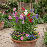 Set of 3 or 6 Large, Garden Ready Plants - Sweet Pea Spencer Mix, 10.5 cm Rootballs - Frankton's