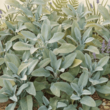 Set of 3 or 6 Large Herb Plants - Sage Grower’s Mix, Ready to Plant in Your Garden, 1L - Frankton's