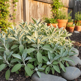 Set of 3 or 6 Large Herb Plants - Sage Grower’s Mix, Ready to Plant in Your Garden, 1L - Frankton's