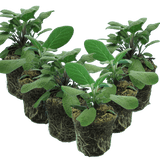 Set of 3 or 6 Large Herb Plants - Sage Grower’s Mix, Ready to Plant in Your Garden, 1L - Frankton's