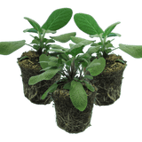 Set of 3 or 6 Large Herb Plants - Sage Grower’s Mix, Ready to Plant in Your Garden, 1L - Frankton's