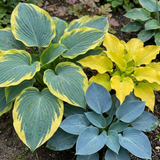 Set of 3 or 6 Large Hosta Growers' Mix Plants, Outdoor Garden Ready Hardy Shade Perennials, 1 Litre Root Ball - Frankton's