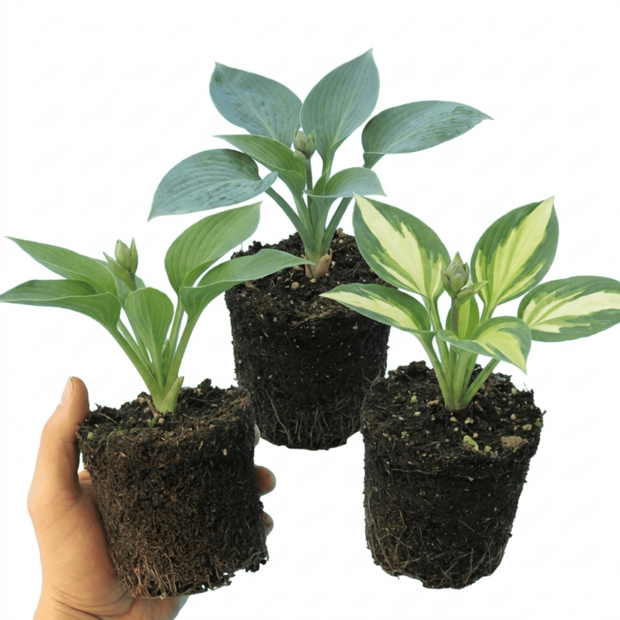 Set of 3 or 6 Large Hosta Growers' Mix Plants, Outdoor Garden Ready Hardy Shade Perennials, 1 Litre Root Ball - Frankton's