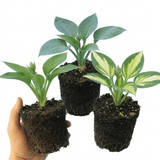 Set of 3 or 6 Large Hosta Growers' Mix Plants, Outdoor Garden Ready Hardy Shade Perennials, 1 Litre Root Ball - Frankton's