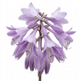 Set of 3 or 6 Large Hosta Growers' Mix Plants, Outdoor Garden Ready Hardy Shade Perennials, 1 Litre Root Ball - Frankton's