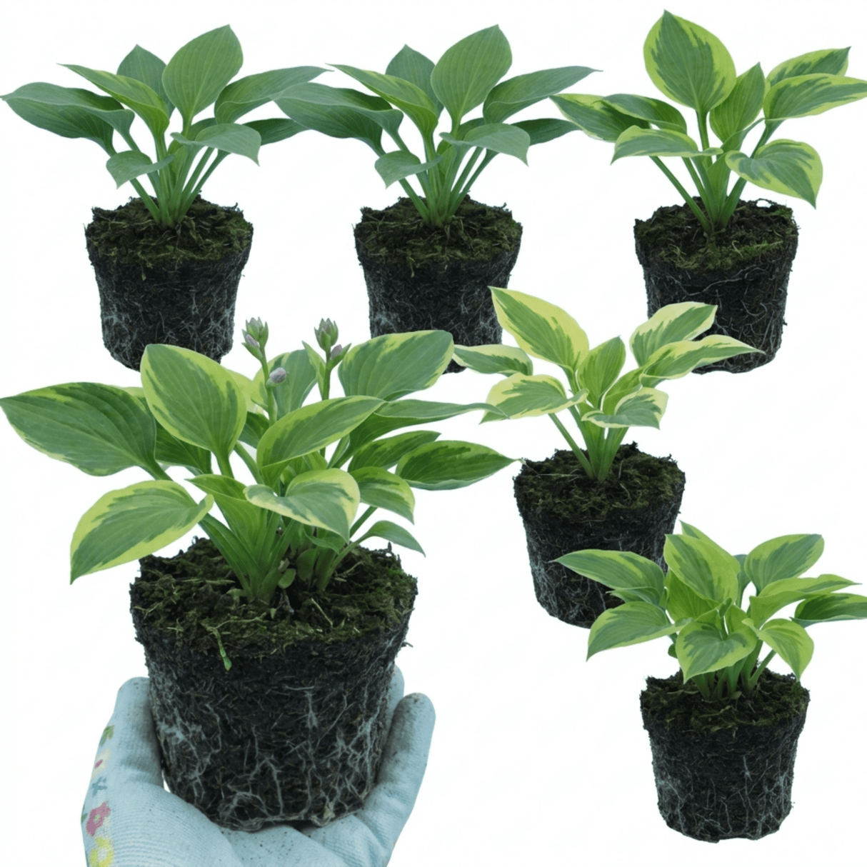 Set of 3 or 6 Large Hosta Growers' Mix Plants, Outdoor Garden Ready Hardy Shade Perennials, 1 Litre Root Ball - Frankton's